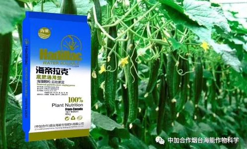 香蕉爱视频免费下载生物黄瓜全程施肥技术
